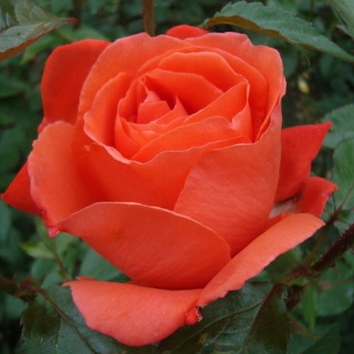 Rosa Alexander™ - portocaliu - Trandafir copac cu trunchi înalt - cu flori teahibrid - coroană dreaptă